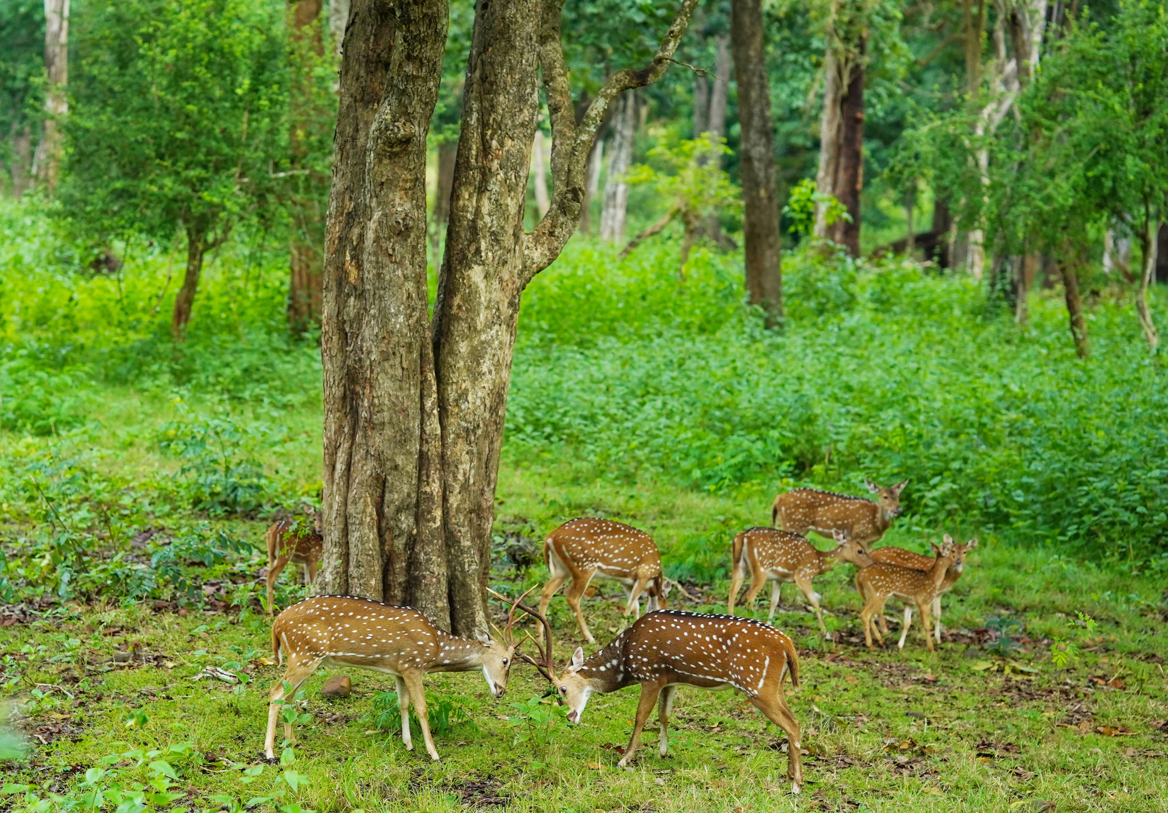 kuruva island