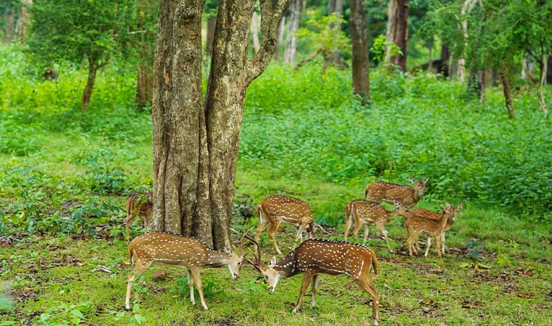 Sunrise Trekking Kuruva Island Resort wayanad