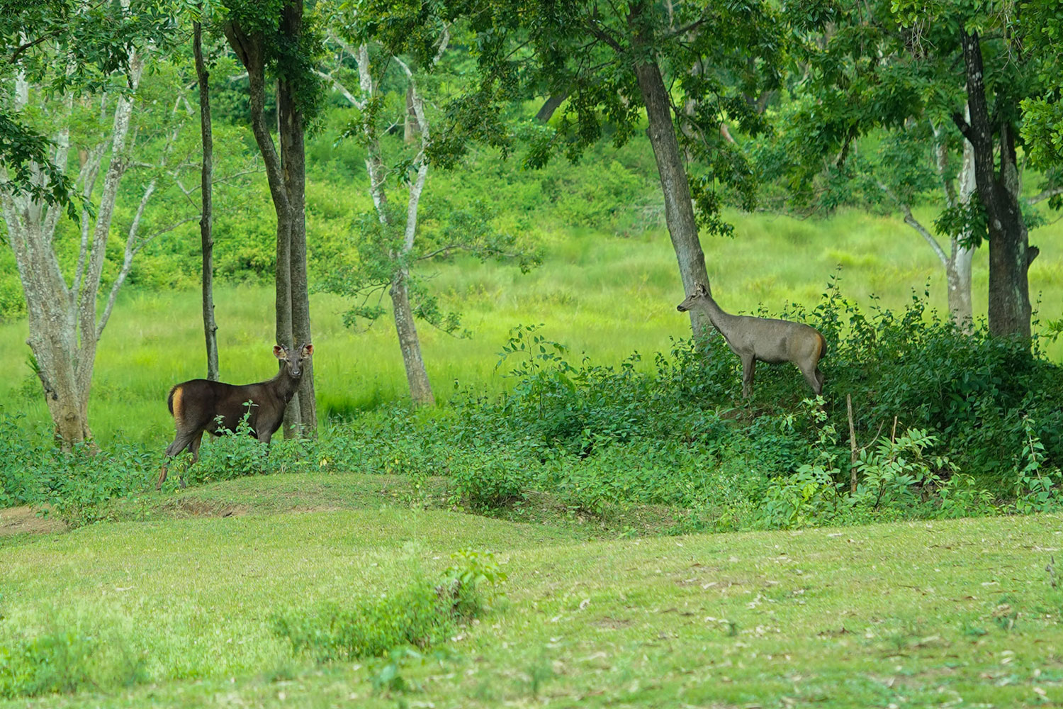 jungle resort wayanad
