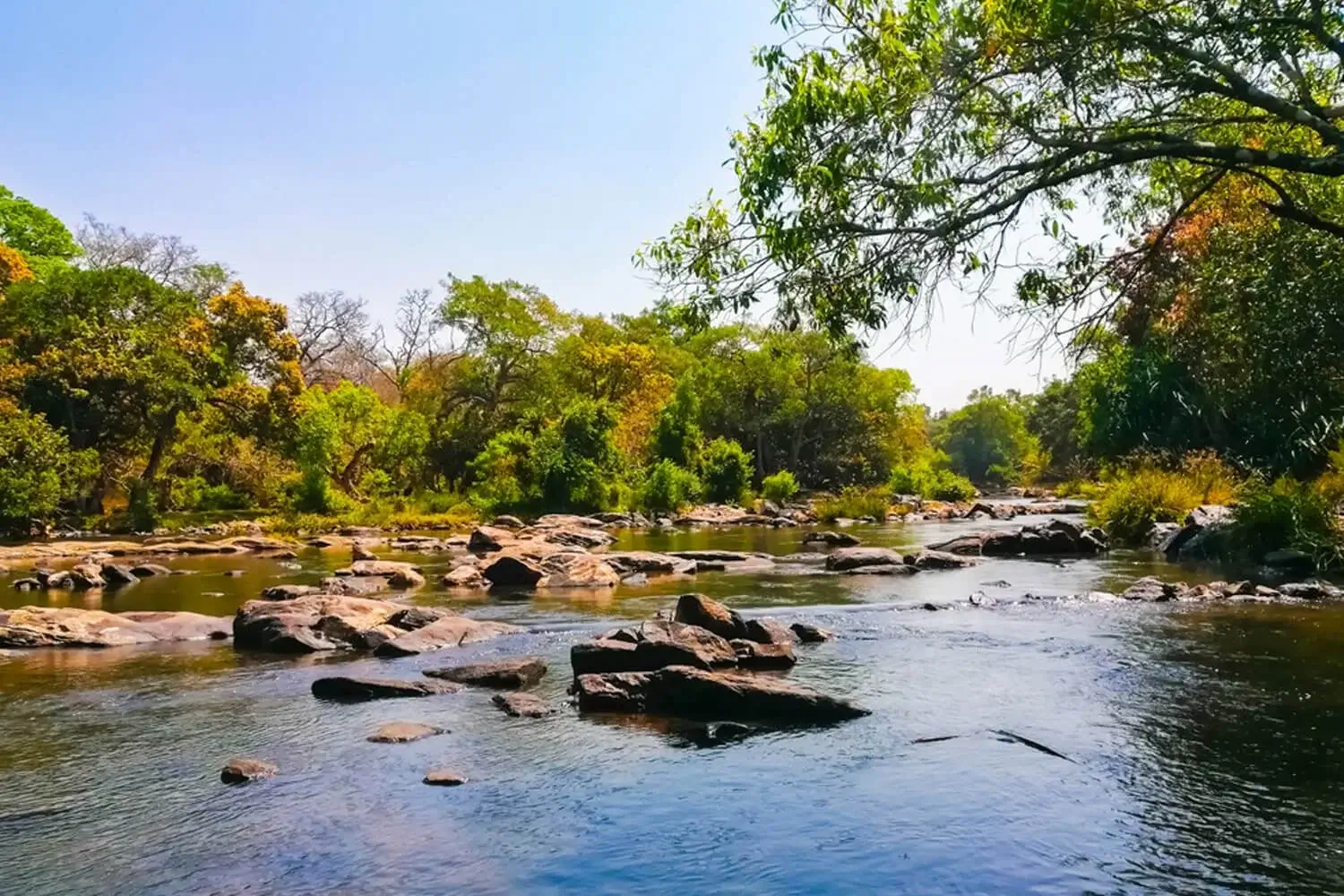 wayanad jungle resort