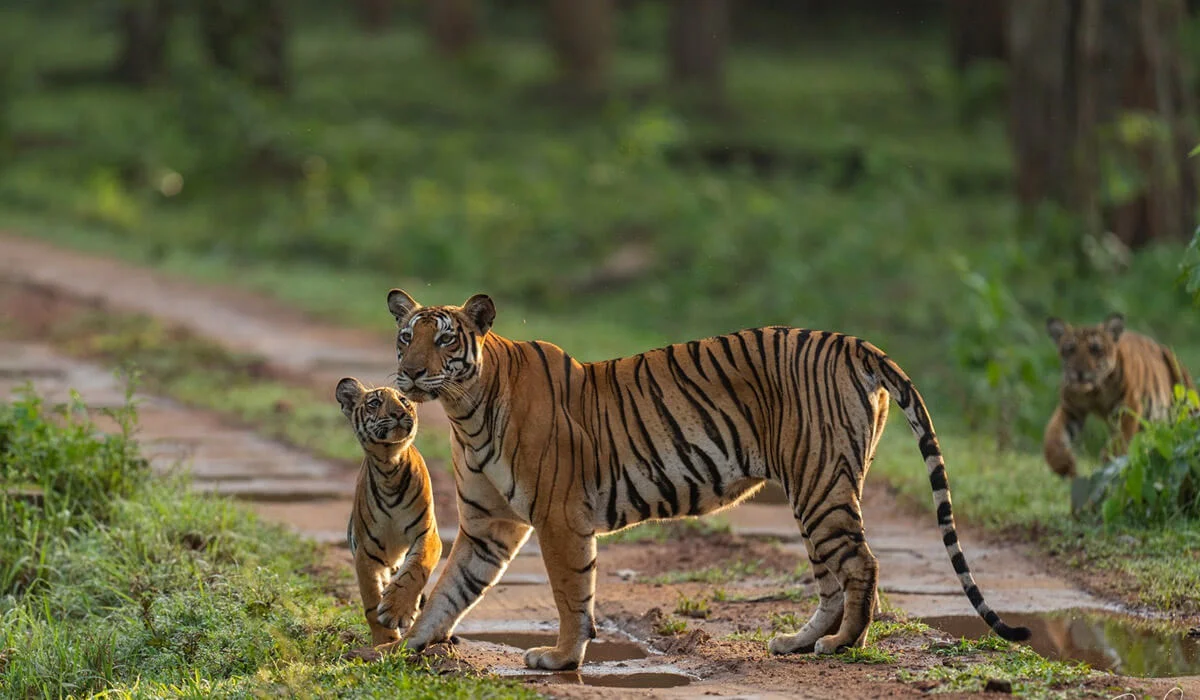 Kabini Wildlife Sanctuary