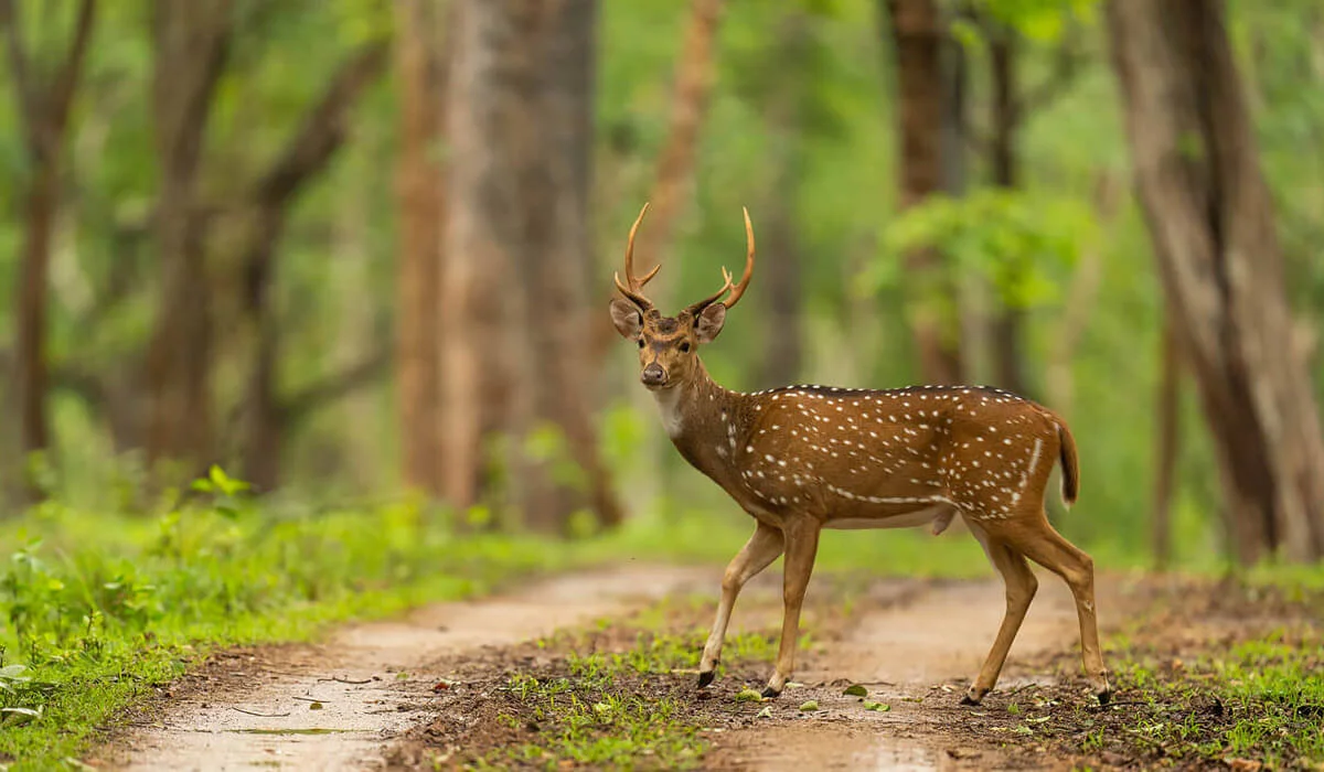 Nagarahole National Park