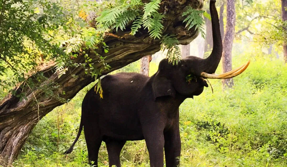 Nagarahole National Park