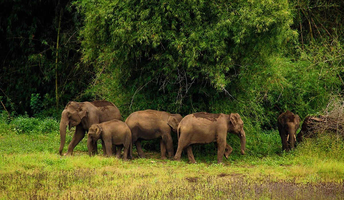 Tholpetty Wildlife Sanctuary