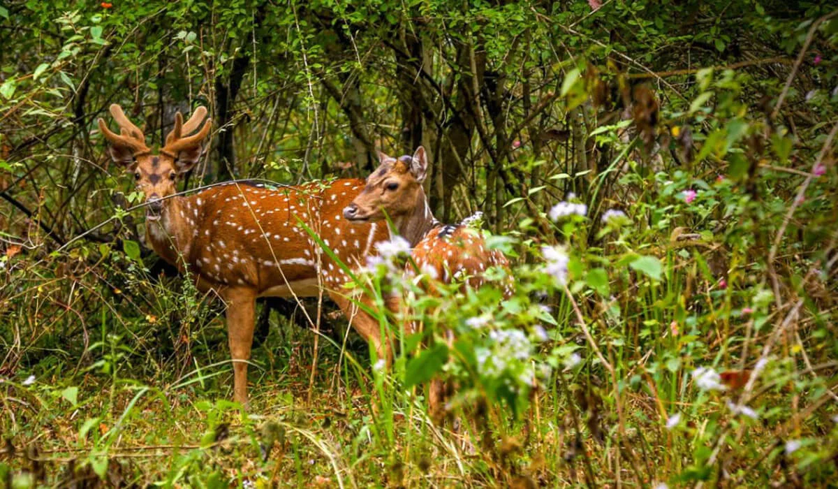Tholpetty Wildlife Sanctuary