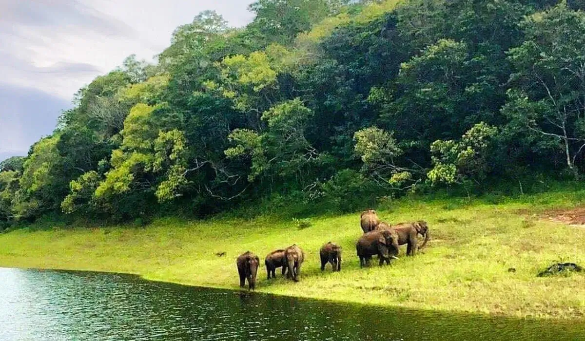 Tholpetty Wildlife Sanctuary