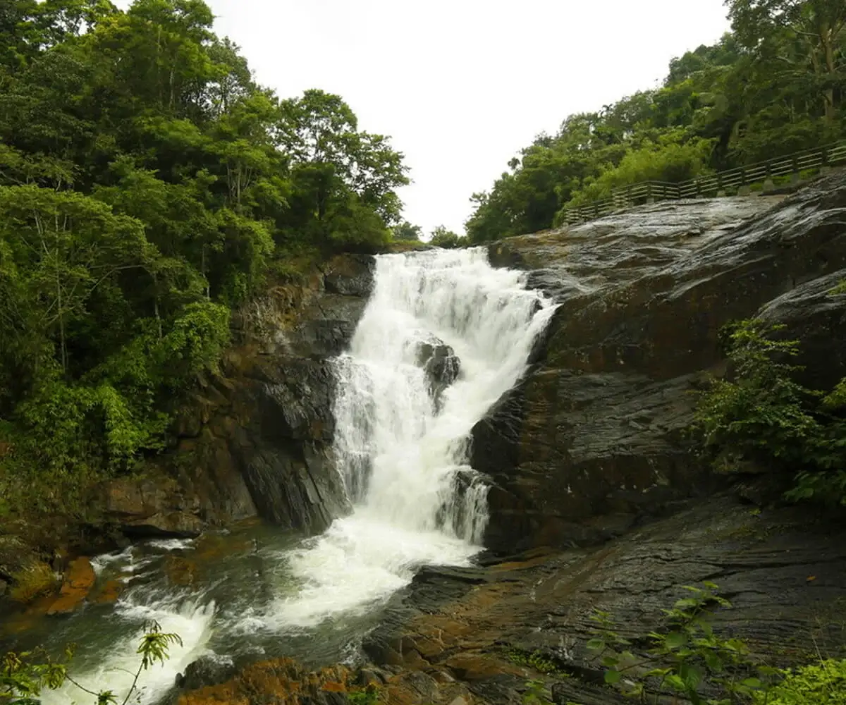 Activities wayanad